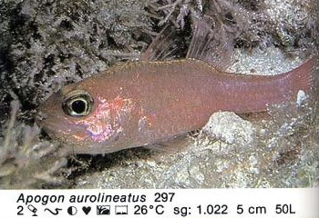 Apogon aurolineatus